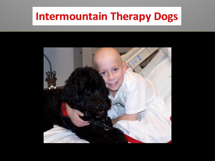 Intermountain Therapy Dogs 