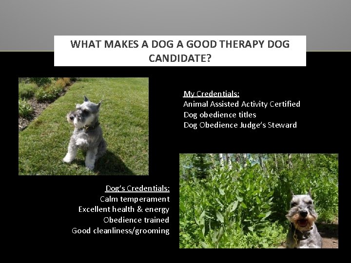 WHAT MAKES A DOG A GOOD THERAPY DOG CANDIDATE? My Credentials: Animal Assisted Activity