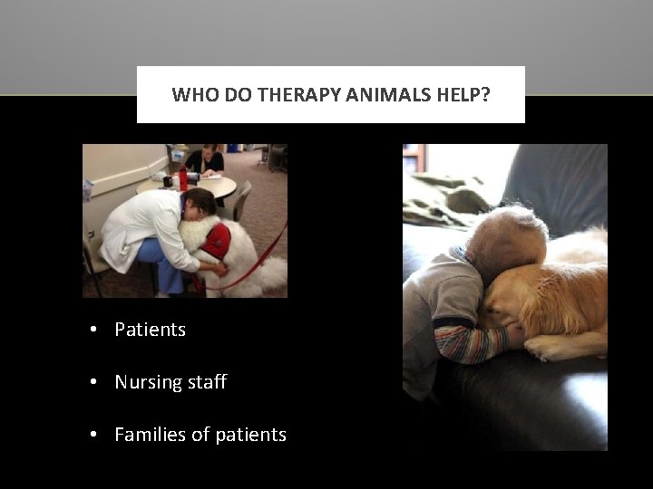 WHO DO THERAPY ANIMALS HELP? • Patients • Nursing staff • Families of patients