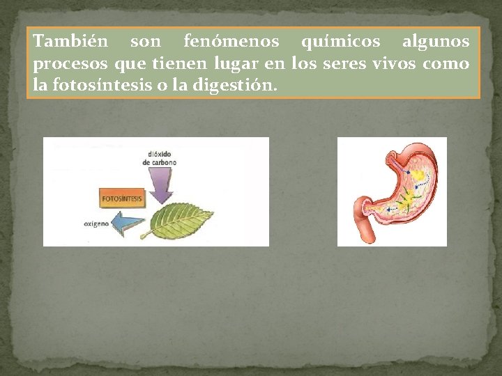 También son fenómenos químicos algunos procesos que tienen lugar en los seres vivos como