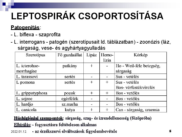 LEPTOSPIRÁK CSOPORTOSÍTÁSA Patogenitás: - L. biflexa - szaprofita - L. interrogans - patogén (szerotípusait