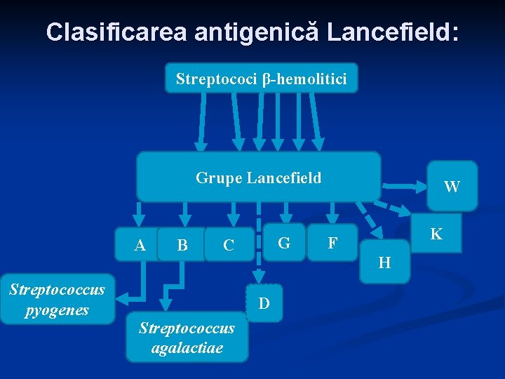 Clasificarea antigenică Lancefield: Streptococi β-hemolitici Grupe Lancefield A Streptococcus pyogenes B G C K Clasificarea antigenică Lancefield: Streptococi β-hemolitici Grupe Lancefield A Streptococcus pyogenes B G C K