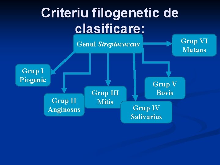 Criteriu filogenetic de clasificare: Grup VI Mutans Genul Streptococcus Grup I Piogenic Grup II Criteriu filogenetic de clasificare: Grup VI Mutans Genul Streptococcus Grup I Piogenic Grup II