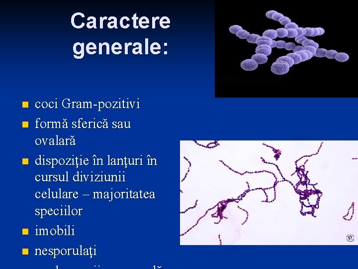 Caractere generale: n n n coci Gram-pozitivi formă sferică sau ovalară dispoziţie în lanţuri Caractere generale: n n n coci Gram-pozitivi formă sferică sau ovalară dispoziţie în lanţuri
