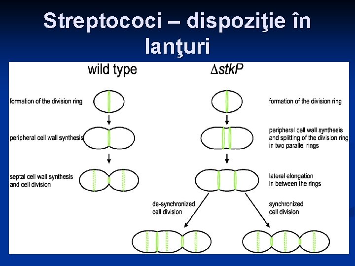 Streptococi – dispoziţie în lanţuri Streptococi – dispoziţie în lanţuri