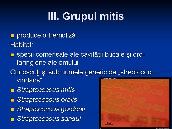 III. Grupul mitis produce α-hemoliză Habitat: n specii comensale cavităţii bucale şi orofaringiene ale III. Grupul mitis produce α-hemoliză Habitat: n specii comensale cavităţii bucale şi orofaringiene ale