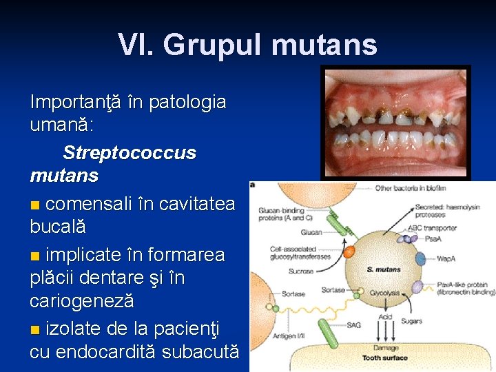 VI. Grupul mutans Importanţă în patologia umană: Streptococcus mutans n comensali în cavitatea bucală VI. Grupul mutans Importanţă în patologia umană: Streptococcus mutans n comensali în cavitatea bucală