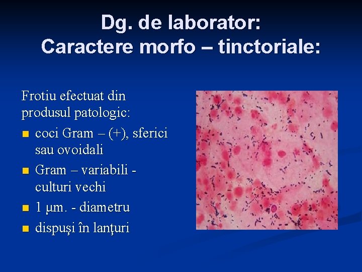 Dg. de laborator: Caractere morfo – tinctoriale: Frotiu efectuat din produsul patologic: n coci Dg. de laborator: Caractere morfo – tinctoriale: Frotiu efectuat din produsul patologic: n coci