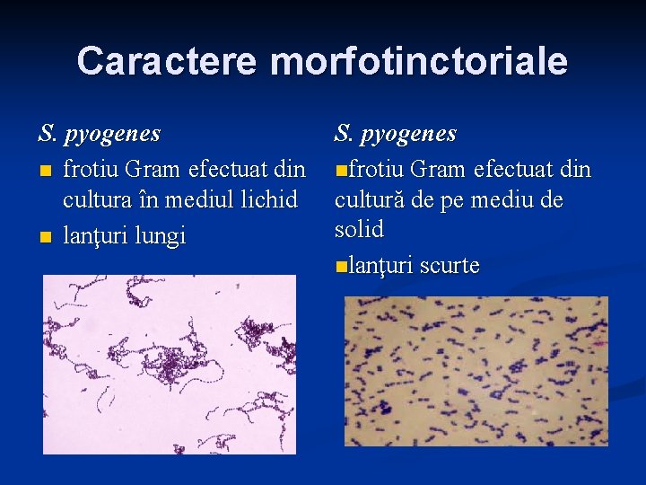 Caractere morfotinctoriale S. pyogenes n frotiu Gram efectuat din cultura în mediul lichid n Caractere morfotinctoriale S. pyogenes n frotiu Gram efectuat din cultura în mediul lichid n