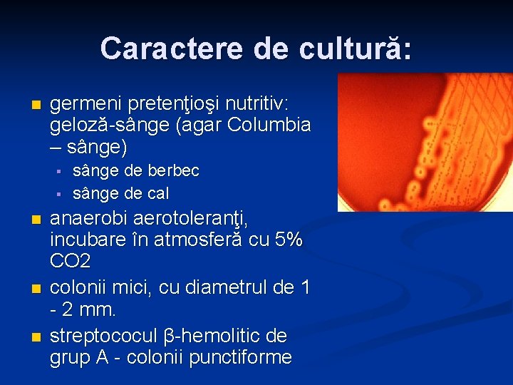 Caractere de cultură: n germeni pretenţioşi nutritiv: geloză-sânge (agar Columbia – sânge) § § Caractere de cultură: n germeni pretenţioşi nutritiv: geloză-sânge (agar Columbia – sânge) § §