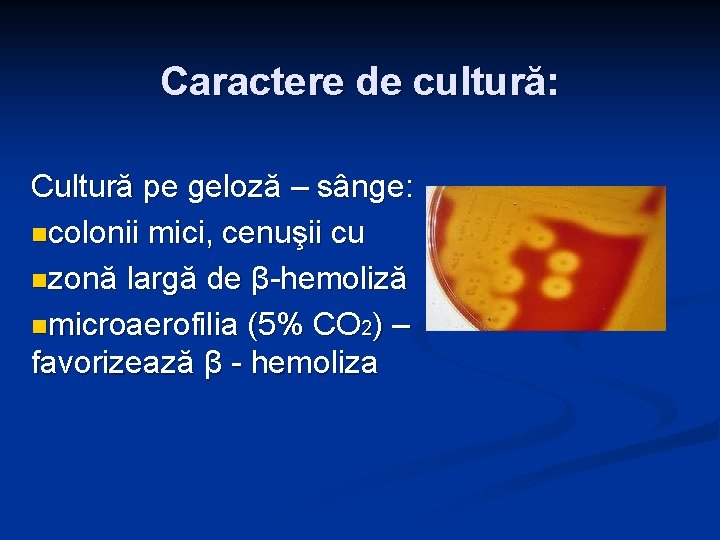 Caractere de cultură: Cultură pe geloză – sânge: ncolonii mici, cenuşii cu nzonă largă Caractere de cultură: Cultură pe geloză – sânge: ncolonii mici, cenuşii cu nzonă largă