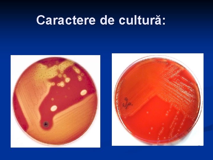 Caractere de cultură: Caractere de cultură:
