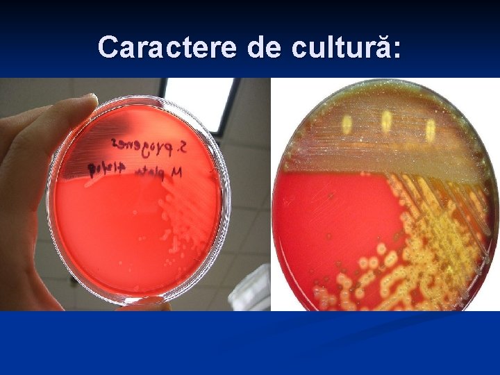 Caractere de cultură: Caractere de cultură: