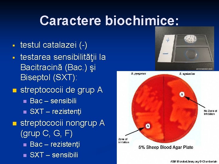 Caractere biochimice: § § n testul catalazei (-) testarea sensibilităţii la Bacitracină (Bac. ) Caractere biochimice: § § n testul catalazei (-) testarea sensibilităţii la Bacitracină (Bac. )