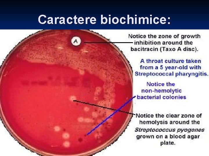 Caractere biochimice: Caractere biochimice: