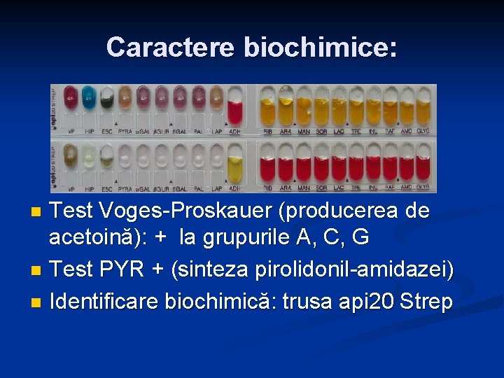 Caractere biochimice: Test Voges-Proskauer (producerea de acetoină): + la grupurile A, C, G n Caractere biochimice: Test Voges-Proskauer (producerea de acetoină): + la grupurile A, C, G n