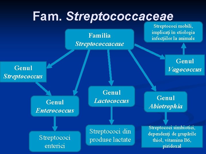 Fam. Streptococcaceae Familia Streptococcaceae Genul Vagococcus Genul Streptococcus Genul Enterococcus Streptococi enterici Streptococi mobili, Fam. Streptococcaceae Familia Streptococcaceae Genul Vagococcus Genul Streptococcus Genul Enterococcus Streptococi enterici Streptococi mobili,