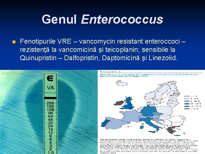 Genul Enterococcus n Fenotipurile VRE – vancomycin resistant enteroccoci – rezistenţă la vancomicină şi Genul Enterococcus n Fenotipurile VRE – vancomycin resistant enteroccoci – rezistenţă la vancomicină şi