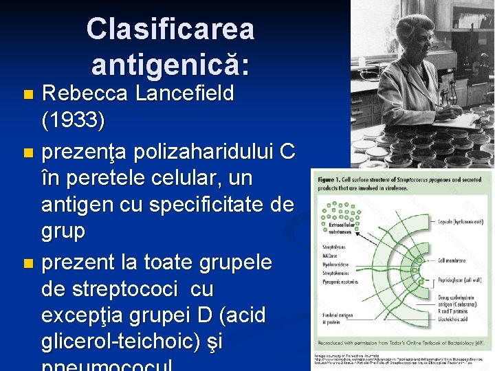 Clasificarea antigenică: Rebecca Lancefield (1933) n prezenţa polizaharidului C în peretele celular, un antigen Clasificarea antigenică: Rebecca Lancefield (1933) n prezenţa polizaharidului C în peretele celular, un antigen