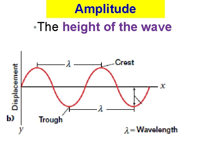 Amplitude • The height of the wave 