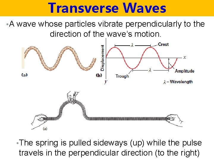 Transverse Waves • A wave whose particles vibrate perpendicularly to the direction of the