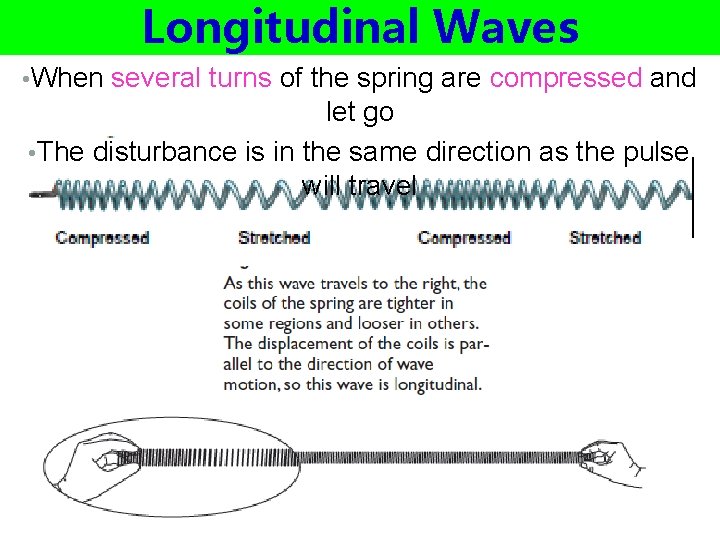 Longitudinal Waves • When several turns of the spring are compressed and let go