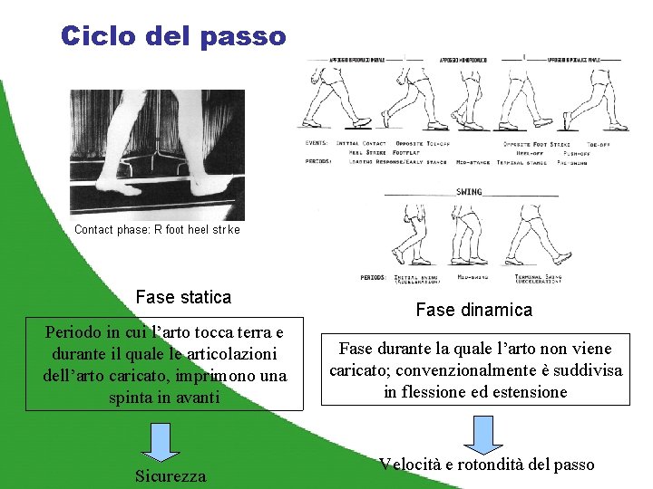 Ciclo del passo Fase statica Periodo in cui l’arto tocca terra e durante il
