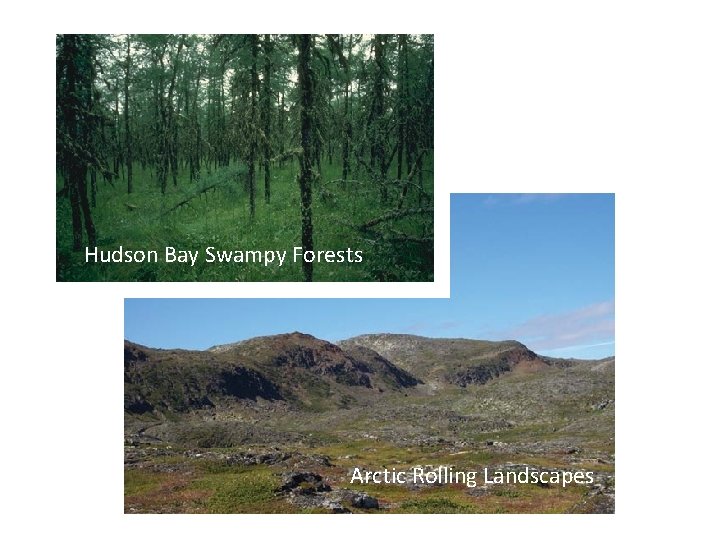 Hudson Bay Swampy Forests Arctic Rolling Landscapes 