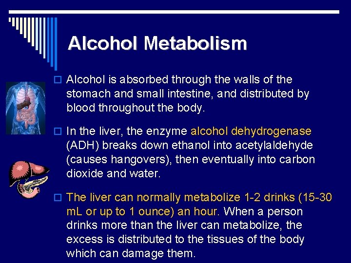 Alcohol Metabolism o Alcohol is absorbed through the walls of the stomach and small