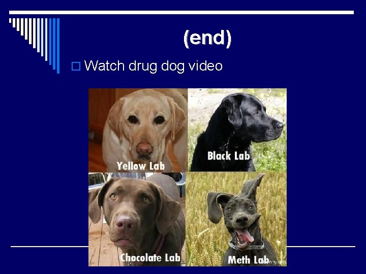 (end) o Watch drug dog video 