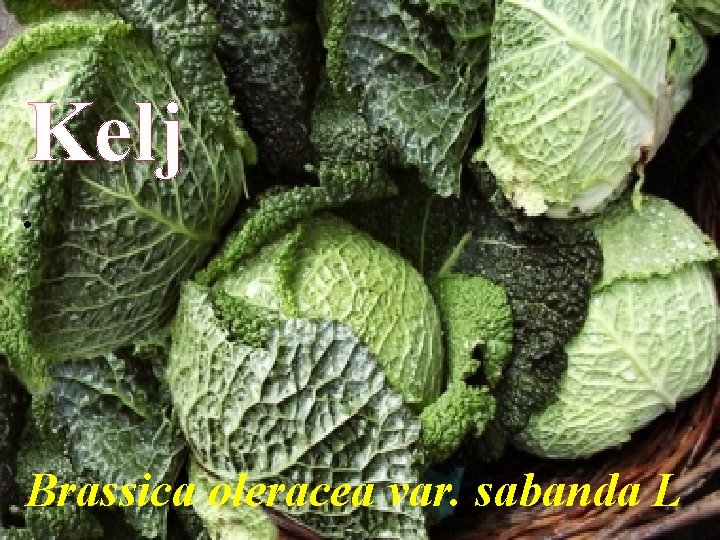 Kelj. Brassica oleracea var. sabanda L 