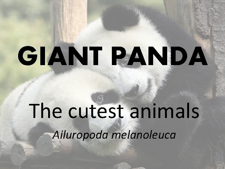 GIANT PANDA The cutest animals Ailuropoda melanoleuca 