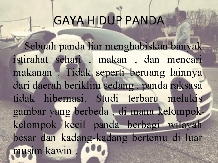 GAYA HIDUP PANDA Sebuah panda liar menghabiskan banyak istirahat sehari , makan , dan