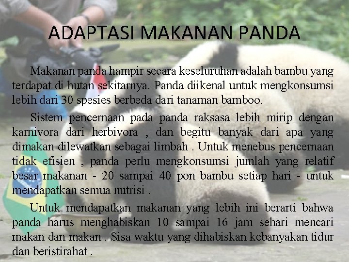 ADAPTASI MAKANAN PANDA Makanan panda hampir secara keseluruhan adalah bambu yang terdapat di hutan