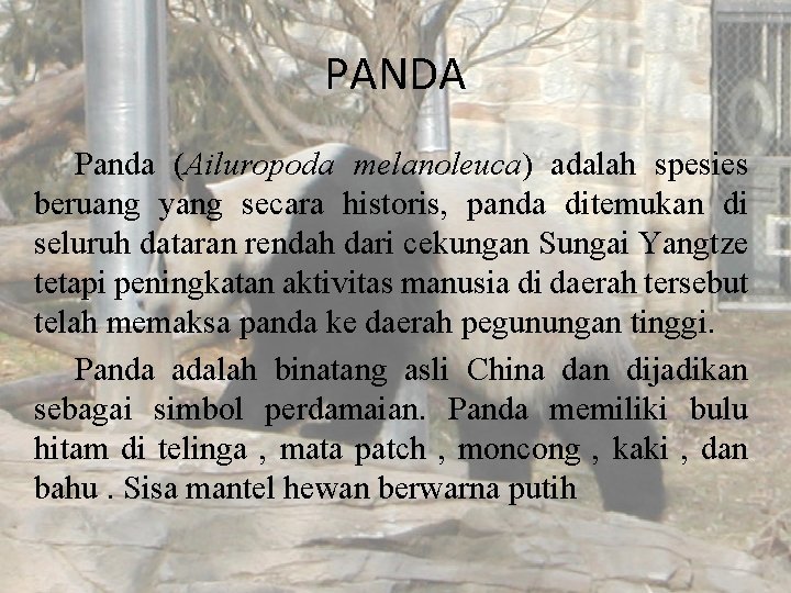 PANDA Panda (Ailuropoda melanoleuca) adalah spesies beruang yang secara historis, panda ditemukan di seluruh