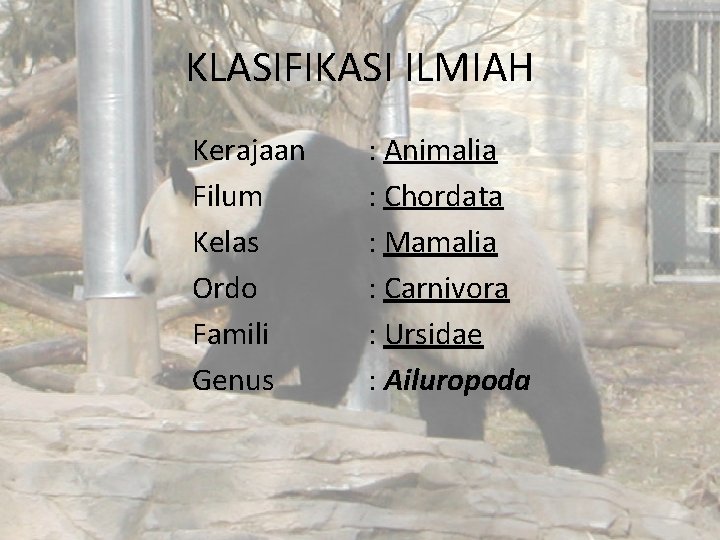 KLASIFIKASI ILMIAH Kerajaan Filum Kelas Ordo Famili Genus : Animalia : Chordata : Mamalia