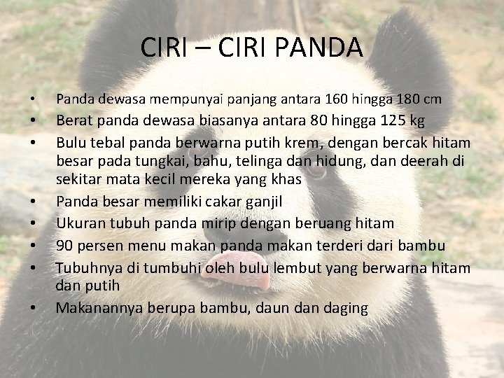 CIRI – CIRI PANDA • Panda dewasa mempunyai panjang antara 160 hingga 180 cm