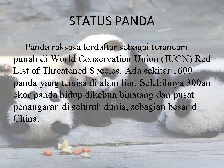 STATUS PANDA Panda raksasa terdaftar sebagai terancam punah di World Conservation Union (IUCN) Red