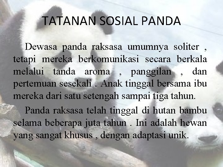 TATANAN SOSIAL PANDA Dewasa panda raksasa umumnya soliter , tetapi mereka berkomunikasi secara berkala