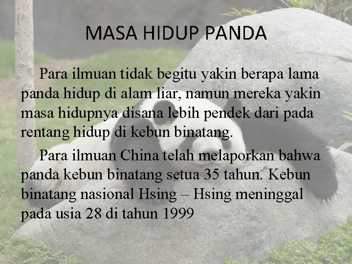 MASA HIDUP PANDA Para ilmuan tidak begitu yakin berapa lama panda hidup di alam