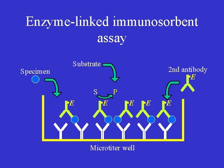 Enzyme-linked immunosorbent assay Specimen Substrate 2 nd antibody E S E P E E