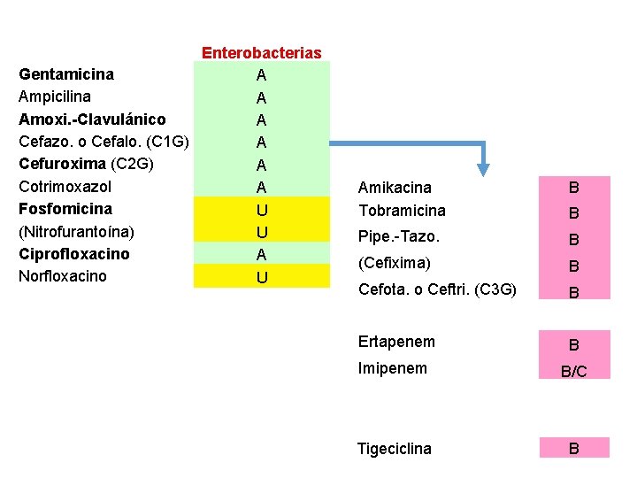 Enterobacterias Gentamicina A Ampicilina A Amoxi. -Clavulánico A Cefazo. o Cefalo. (C 1 G) Enterobacterias Gentamicina A Ampicilina A Amoxi. -Clavulánico A Cefazo. o Cefalo. (C 1 G)