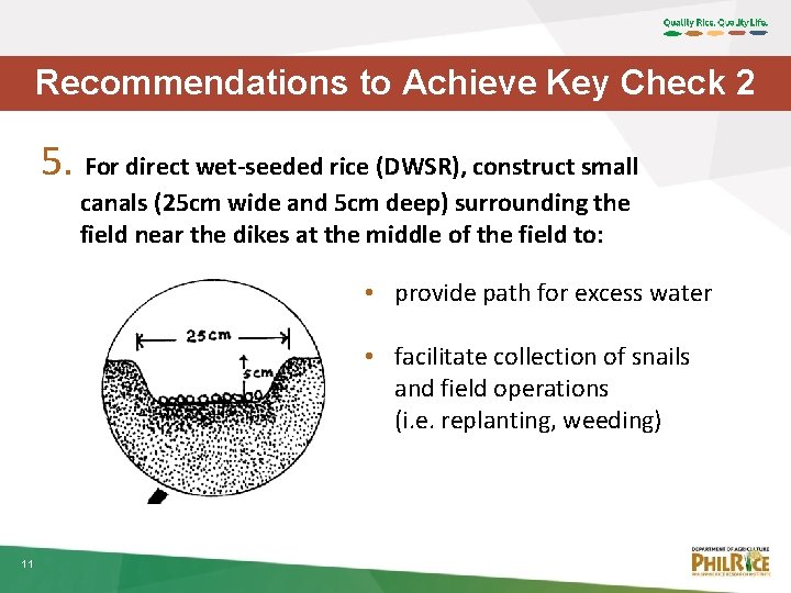 Recommendations to Achieve Key Check 2 5. For direct wet-seeded rice (DWSR), construct small