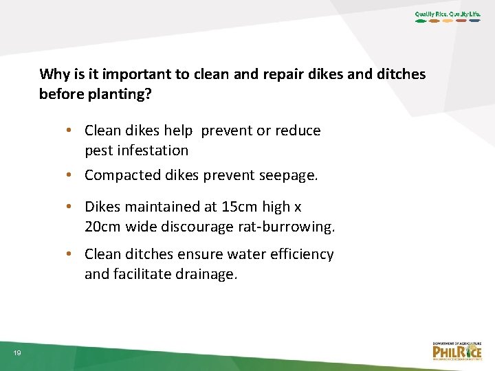 Why is it important to clean and repair dikes and ditches before planting? •