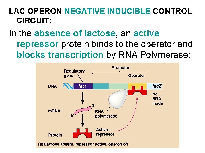 LAC OPERON NEGATIVE INDUCIBLE CONTROL CIRCUIT: In the absence of lactose, an active repressor LAC OPERON NEGATIVE INDUCIBLE CONTROL CIRCUIT: In the absence of lactose, an active repressor