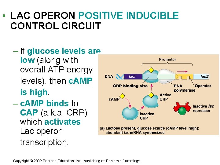 • LAC OPERON POSITIVE INDUCIBLE CONTROL CIRCUIT – If glucose levels are low • LAC OPERON POSITIVE INDUCIBLE CONTROL CIRCUIT – If glucose levels are low