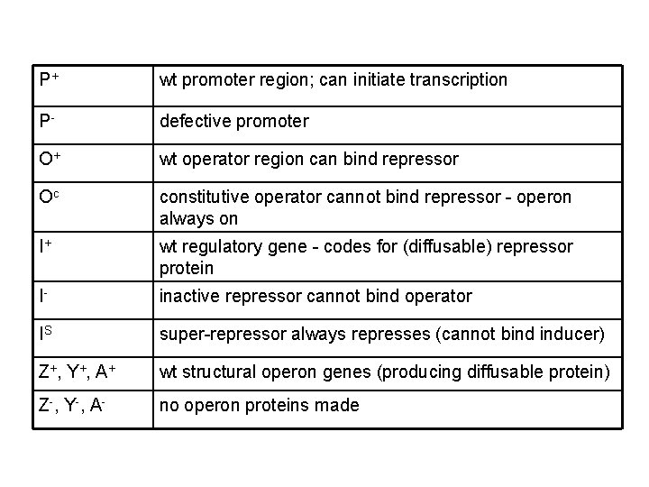 P+ wt promoter region; can initiate transcription P- defective promoter O+ wt operator region P+ wt promoter region; can initiate transcription P- defective promoter O+ wt operator region