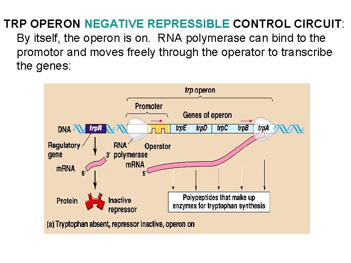 TRP OPERON NEGATIVE REPRESSIBLE CONTROL CIRCUIT: By itself, the operon is on. RNA polymerase TRP OPERON NEGATIVE REPRESSIBLE CONTROL CIRCUIT: By itself, the operon is on. RNA polymerase