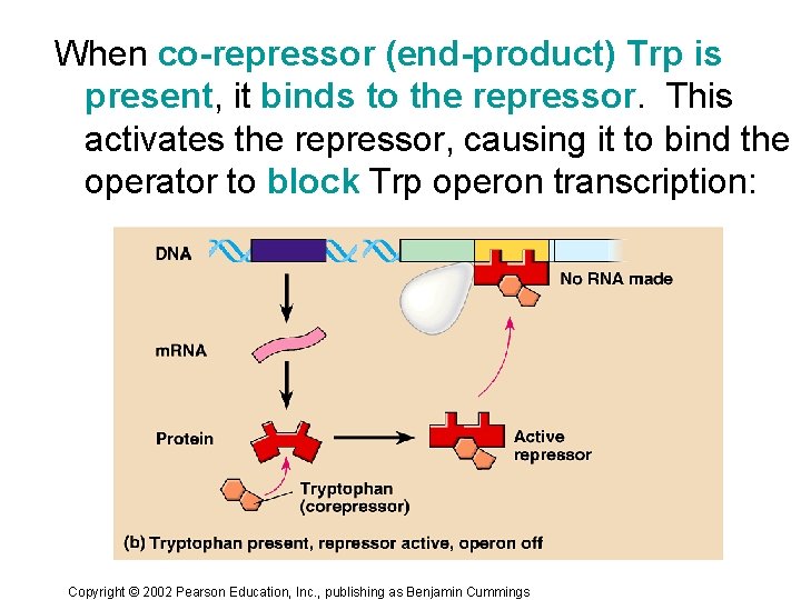 When co-repressor (end-product) Trp is present, it binds to the repressor. This activates the When co-repressor (end-product) Trp is present, it binds to the repressor. This activates the