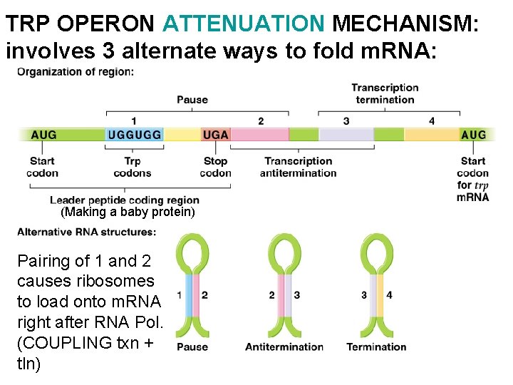 TRP OPERON ATTENUATION MECHANISM: involves 3 alternate ways to fold m. RNA: (Making a TRP OPERON ATTENUATION MECHANISM: involves 3 alternate ways to fold m. RNA: (Making a